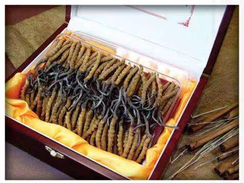 秀洲冬虫夏草回收